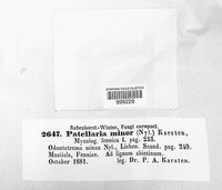 Patellaria minor image